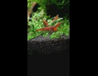 Two shrimps fight in aquarium tank plant