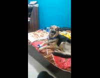 Guy tells dog to smile show teeth