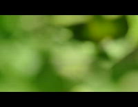 Green hornworm bug eats plant leaf 