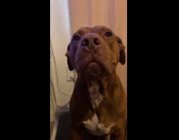 Collab BitchMP - Woman crying to dog gets ignored 