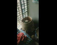 Brown pug dog sits inside straw basket 