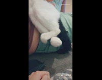 Black white cat paws feet curl up 