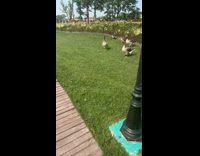 Woman approach then chased by ducks park