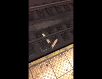 (DUPLICATE) The Real Ratatouille. Two Rats Chew on Baguette Bread On Subway