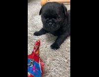 Puppy sits on carpet first time home