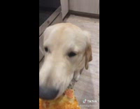 Dog bites entire pizza