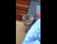 Small grey kitten falls asleep
