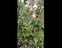 Tree with lots of apricot fruits