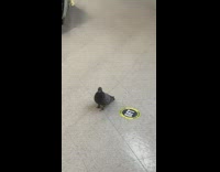 Pigeon bird stands six feet apart market