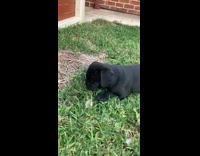 Black pug puppy bites dandelion flower grass