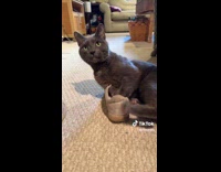 Collab Clips MPUGC - Cat puts two feet inside a shoe then walks away 