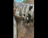 Three cats watch brown squirrel white door