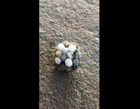 Round larvae white ball dirt insect bug 