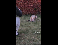 Man Assists Dog to Sit Over Mirror