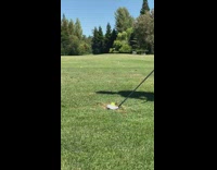 Blue shirt guy hits golf ball club 