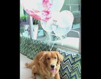 Golden retriever dog birthday balloons tied collar 