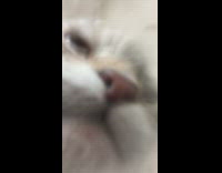 Grey brown white cat drinks water tongue