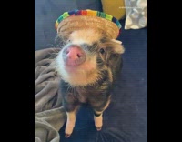 Baby pig piglet wears various hats sombrero 