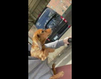 Small golden dog in girls sweatshirt paddling on bike ride