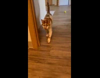 Cat approaches filmer and meows inside bathroom