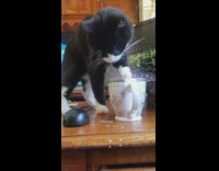 Pet cat dips paw in the coffee and licks it to drink