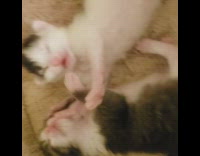 Four pet kitten lie down in the cat bed with other one carried