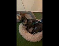 Dog lays on bed likes belly vacuum