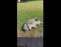 Kitten jumps on sunbathing cat laying on grass 