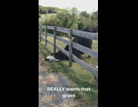 When you really want that last piece of food