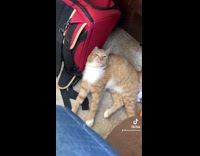 Cat does not like smell of blue candle 