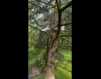 Guy calls cat climbed up on tree