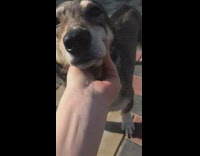 Black brown dog runs up to girl 