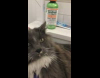 Grey cat lays down bathroom sink collar