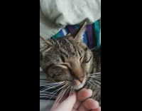 Girl pets sleeping grey brown cat smiles pillow 