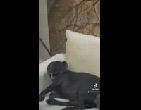 Black dog sleeping on white couch in middle of party