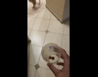 Girl diet challenge brown dog puppy eyes 