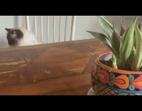 Cat starts biting girl with tamagotchi