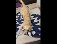 Collab BitchIG2 - Dog growls and barks at the filmer