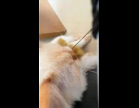 Cat plays tug of war with owner