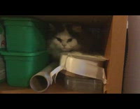Cat hide in cabinet beside green containers