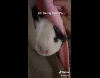 Collab BitchIG2 - Girl in pink hair and her guinea pig