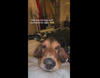 Brown dog sighs lips puff out 