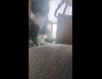 Cat grab purple bead bracelet on sofa