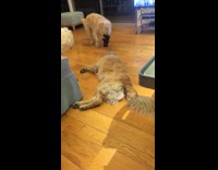 Two golden dogs fight over brown stuffed animal 
