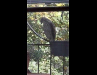 Hawk stands beside bird feeder on balcony part 1