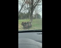 Three turkeys slowly walk