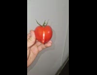 Tomato form with a little thing out