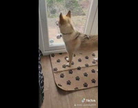 Brown white dog blue eyes whines door