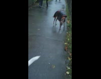 Collab ZarSubmissions - Guy carries black white dog by harness