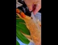 Man shows spiders caught flies for dinner